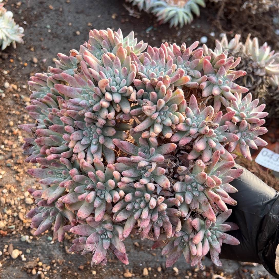 462哈哈哈哈哈哈哈哈哈