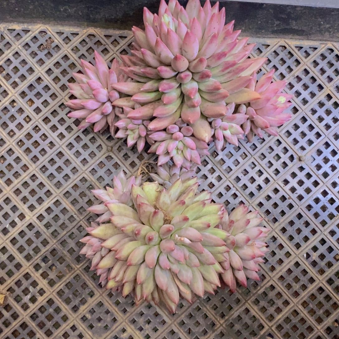 多肉植物多肉植物