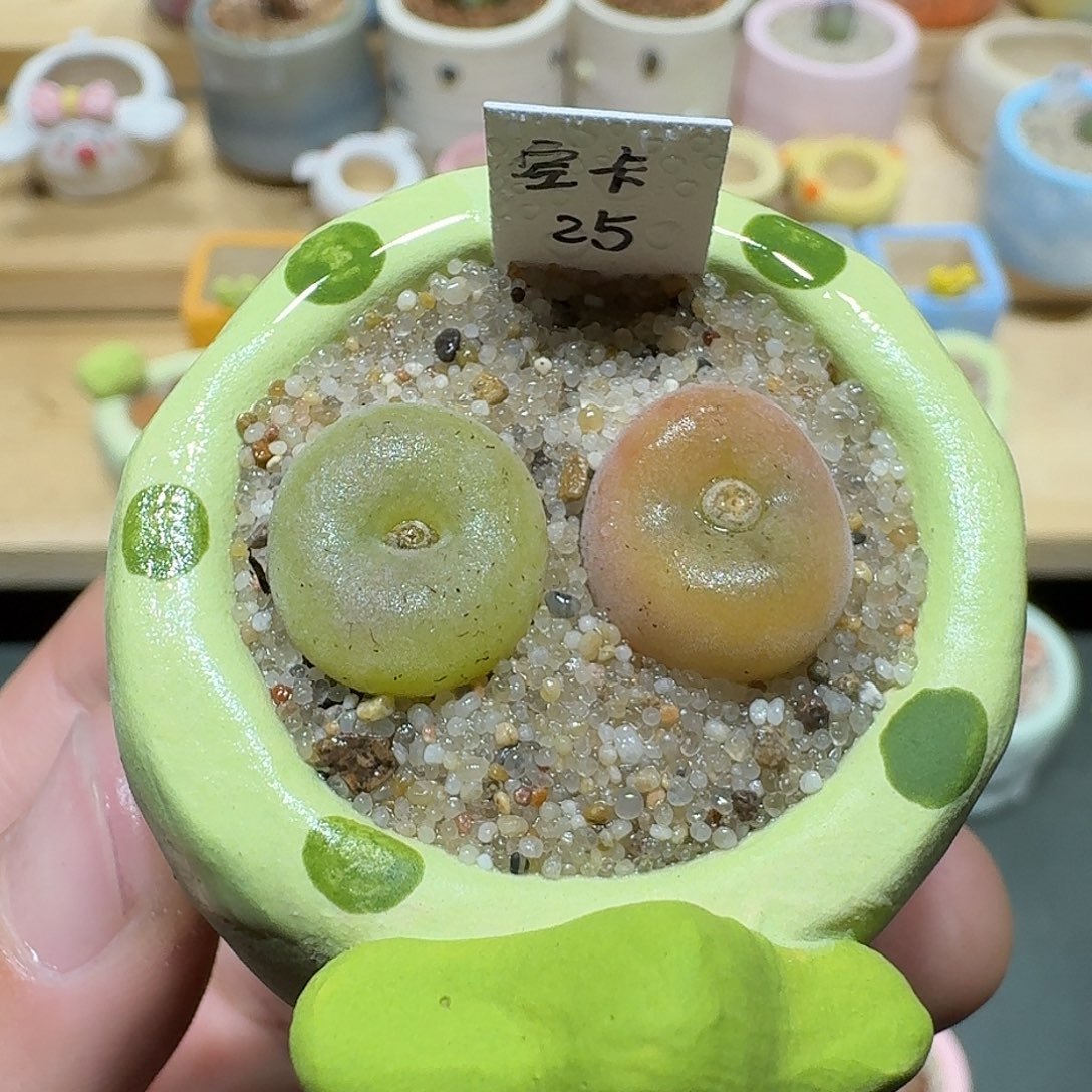 红陶蘑菇683空卡