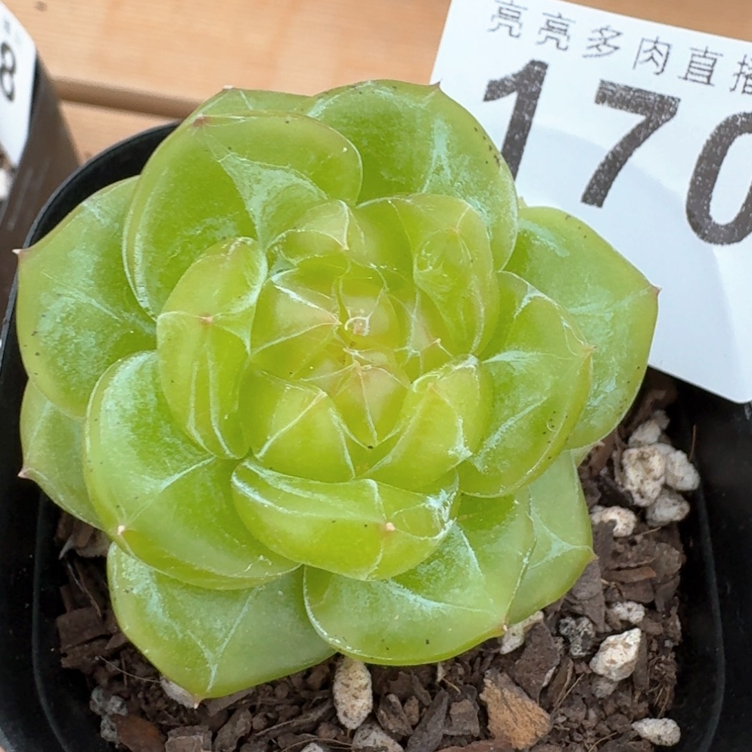 秘密武器            多肉植物