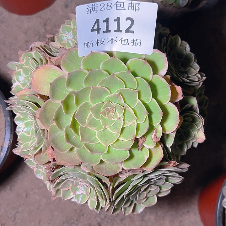 4112莲花座多肉植物
