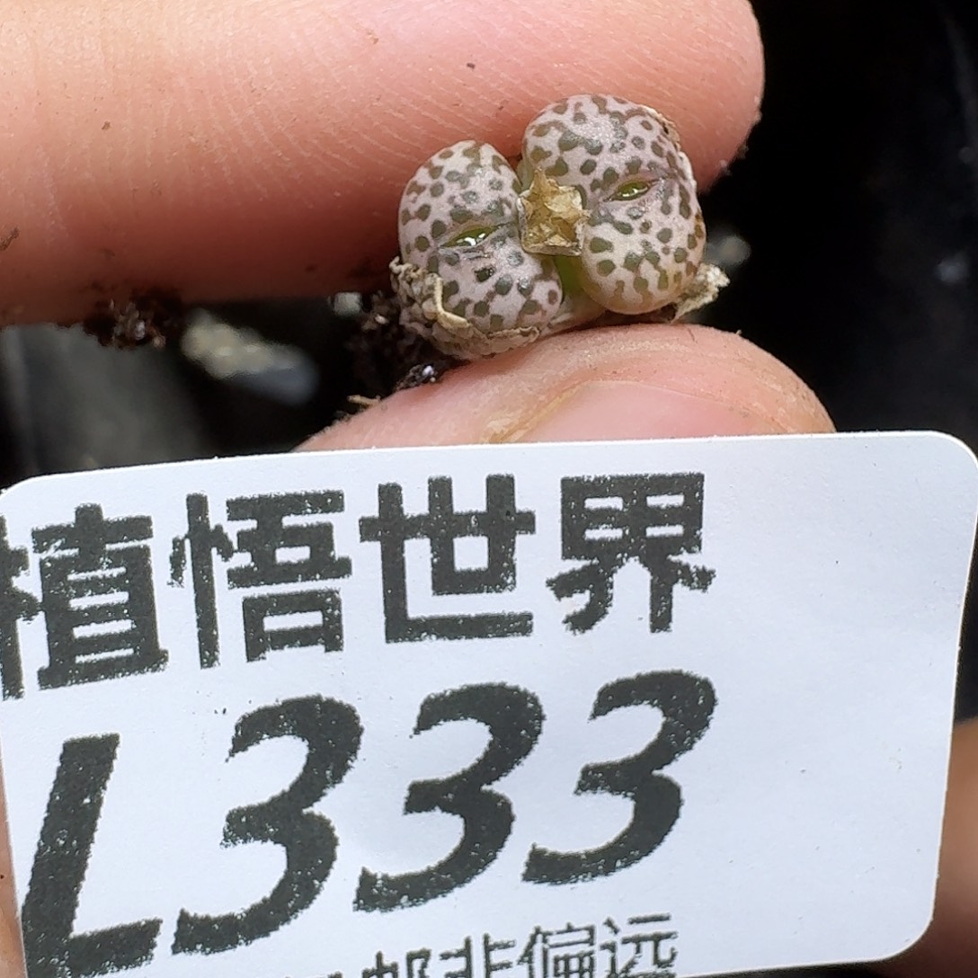 多肉植物的人生fgh