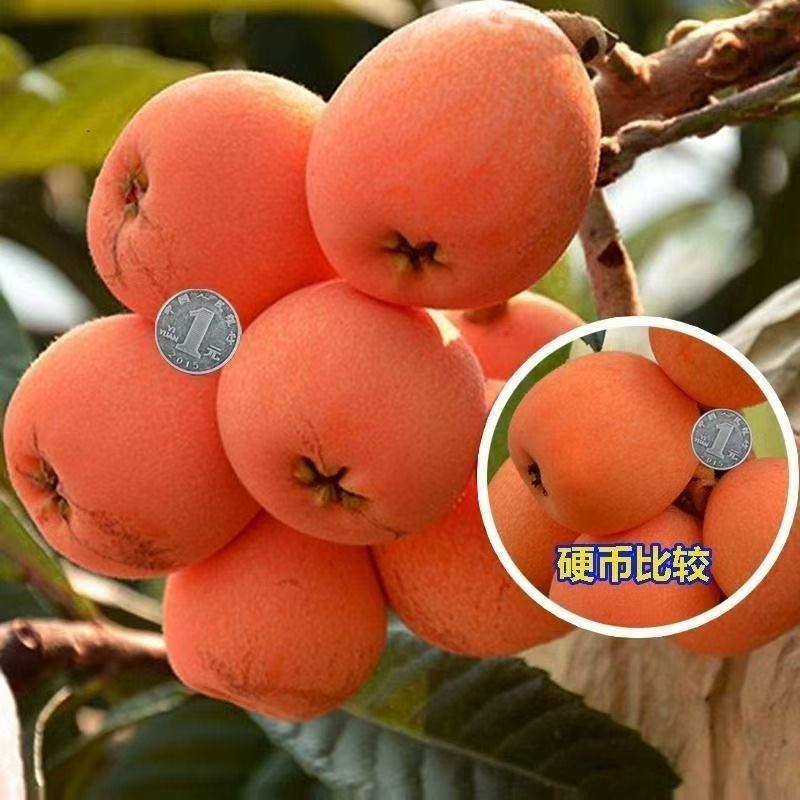 嫁接枇杷树苗无核大果新品种耐寒盆栽地栽南北方种植当年结果果树
