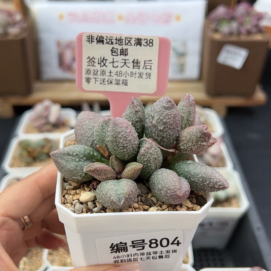 804红粉哈默杂多肉植物