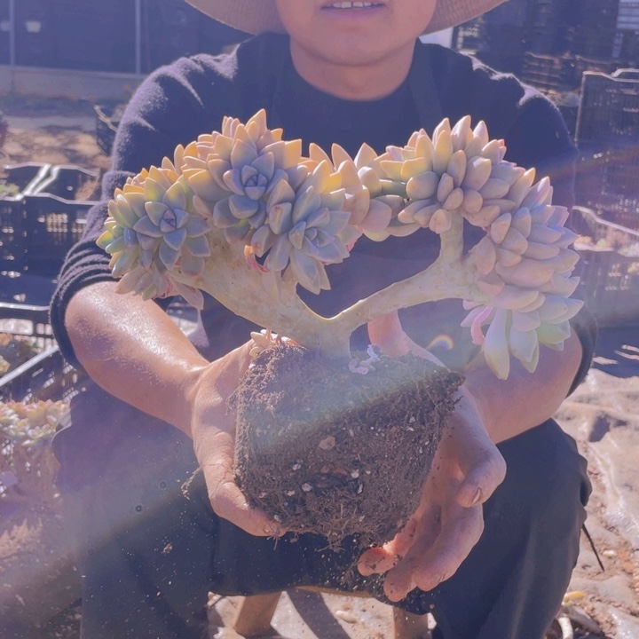 淡雪缀化一物一拍219