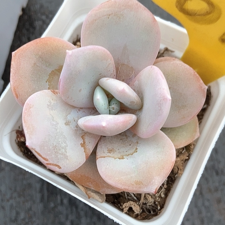 多肉植物韩版奶茶6113