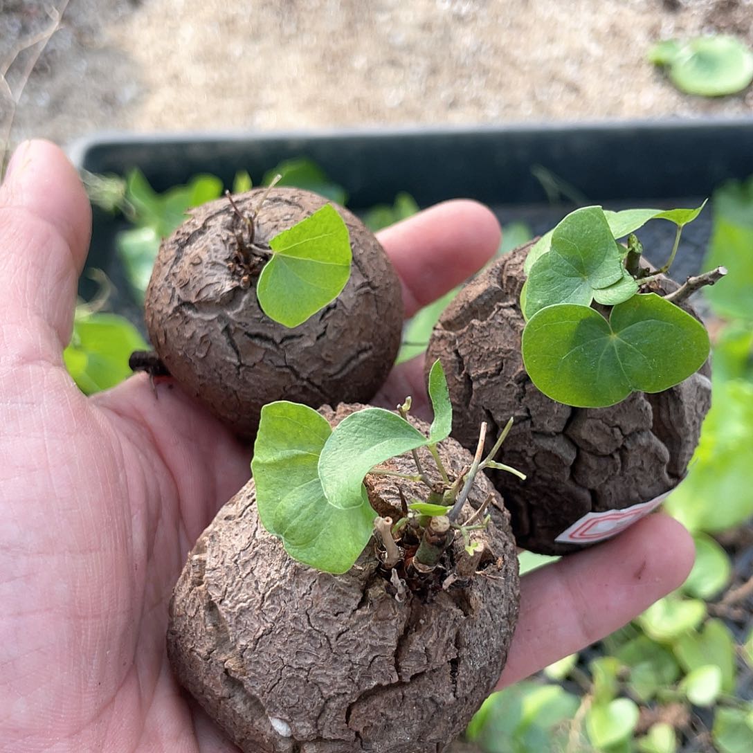 龟甲龙一物一拍273号3颗