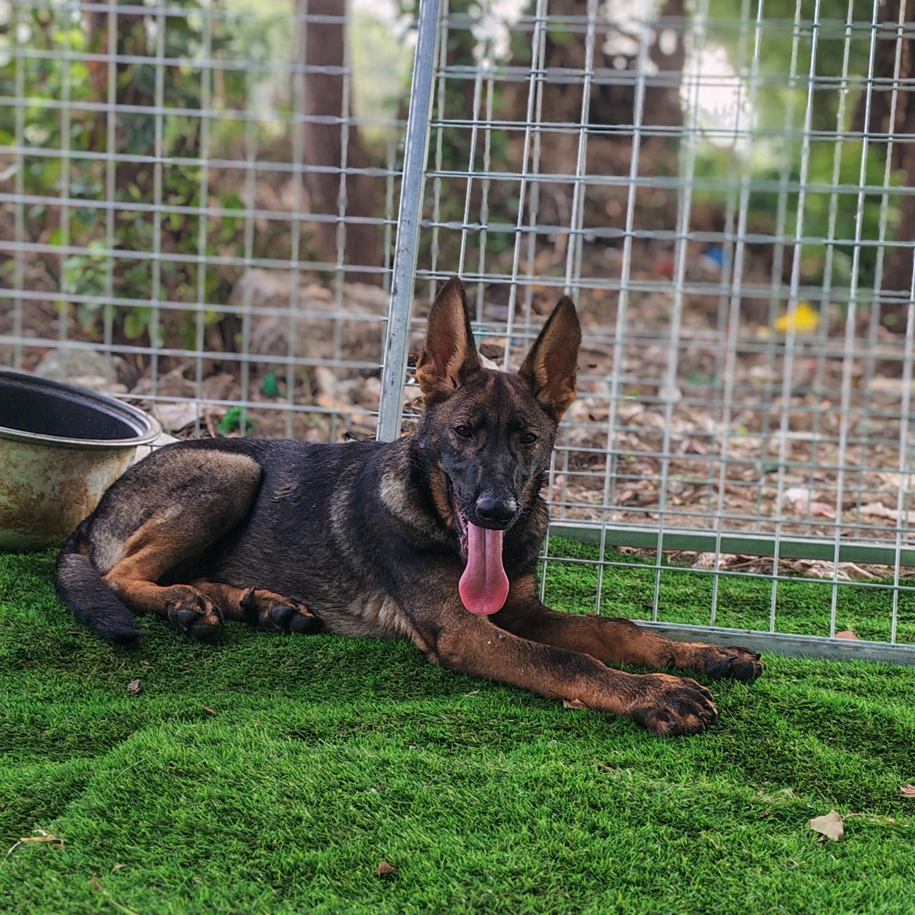 上海车界犬哥（精品东德牧羊犬麦克斯孙子狼灰色）