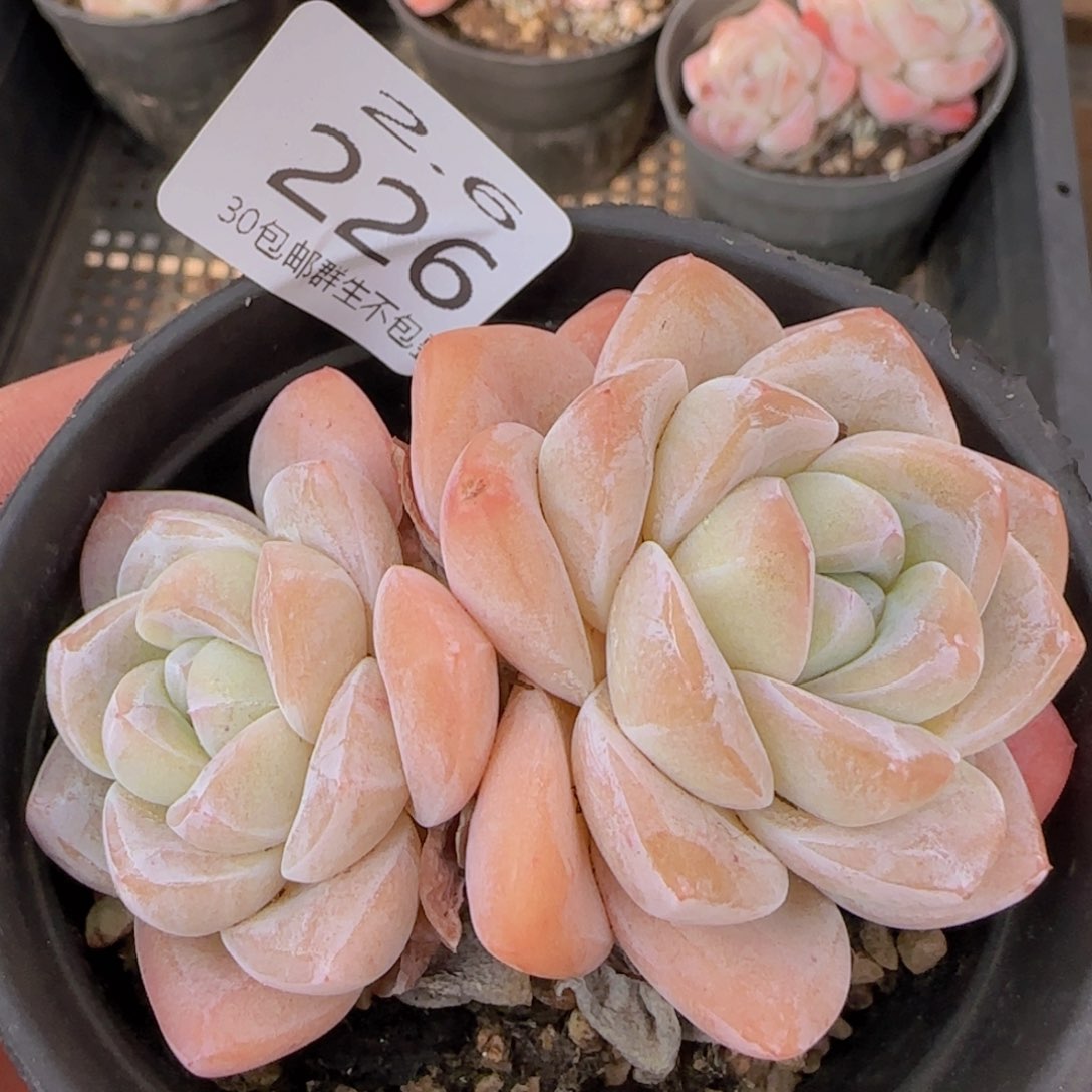 冰玉双头一颗脱土发货