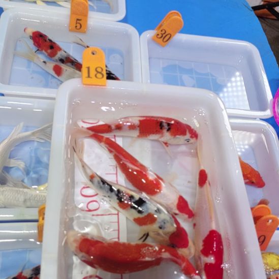 海水鱼红白锦鲤包邮