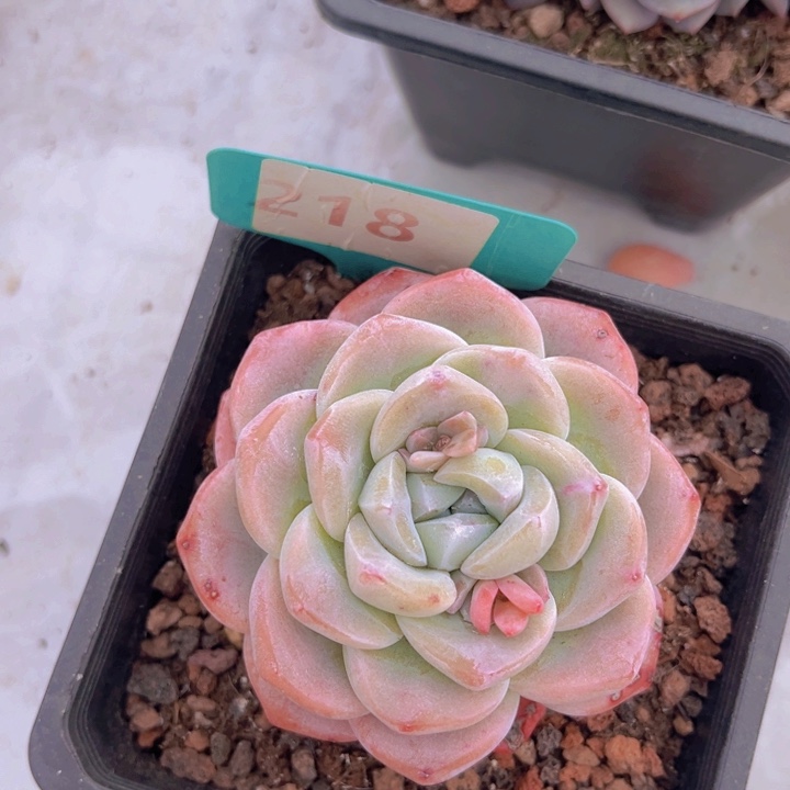 健健康康平平安安