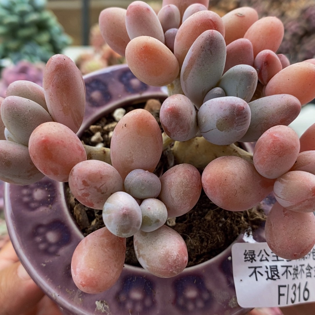 316香水手指8cm多肉