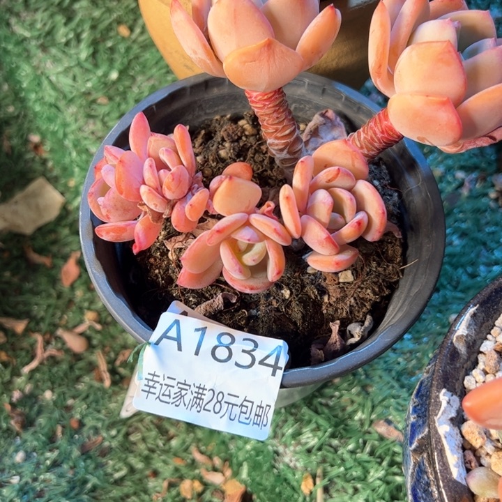 幸运的是我的朋友