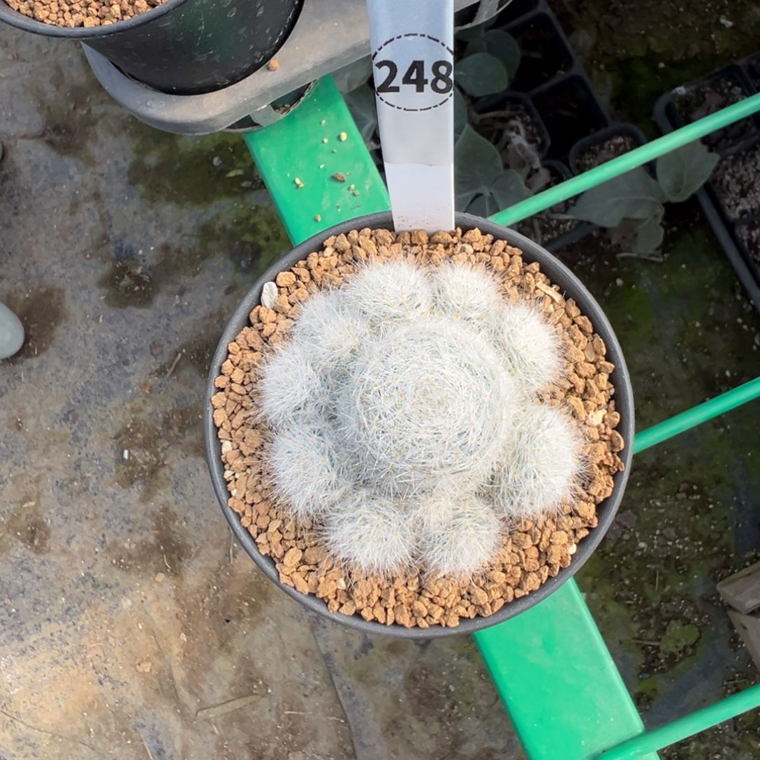 波***糖小惑星多肉植物带盆土248