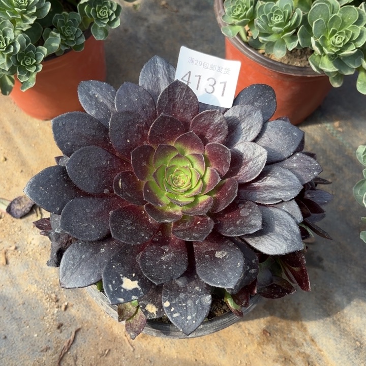 黑魔多肉法师4131