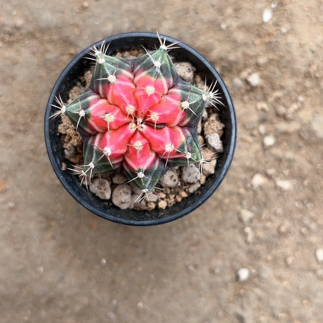 泰系实生穹顶仙人球67号