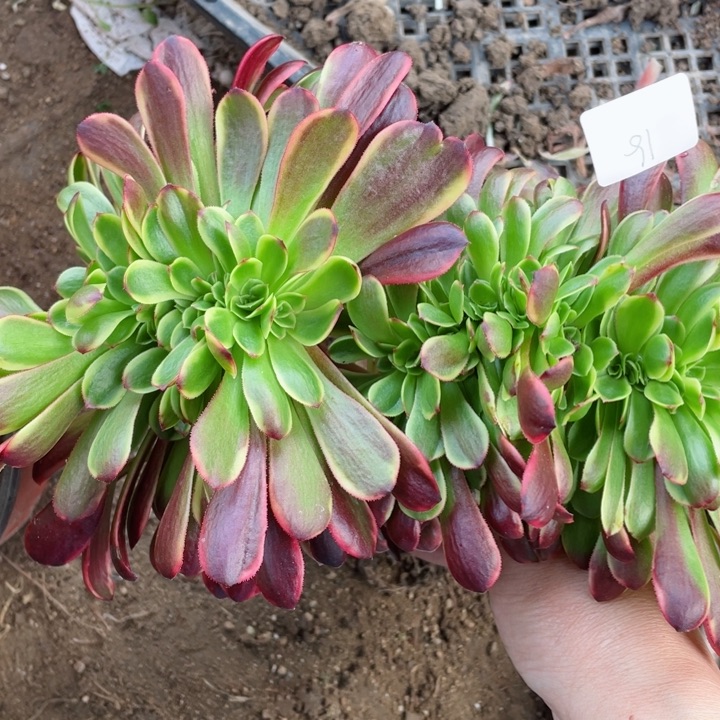 91欧嘉莉缀花多肉12345678