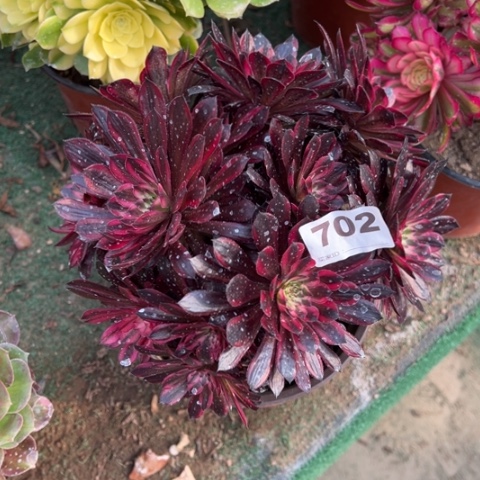 702黑铜锦朵朵多肉