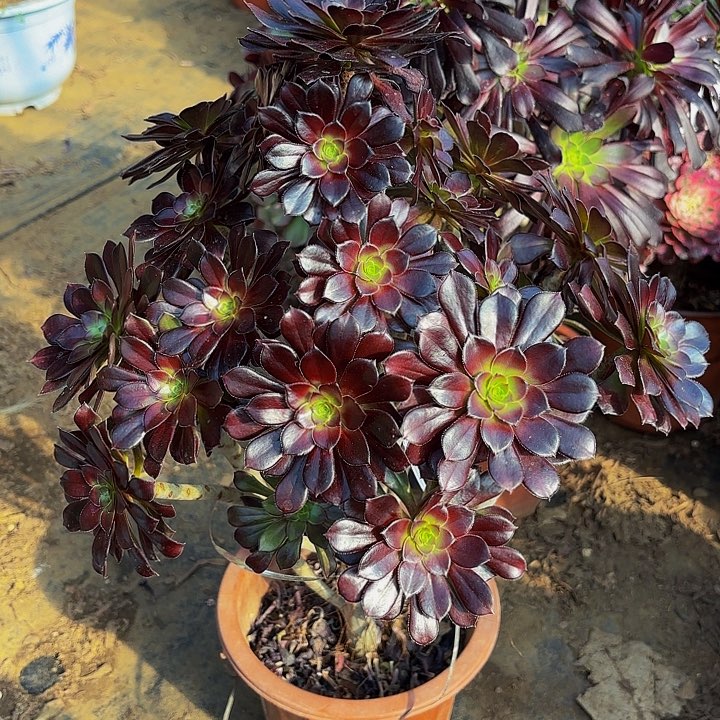 黑法师老桩鲜花绿植