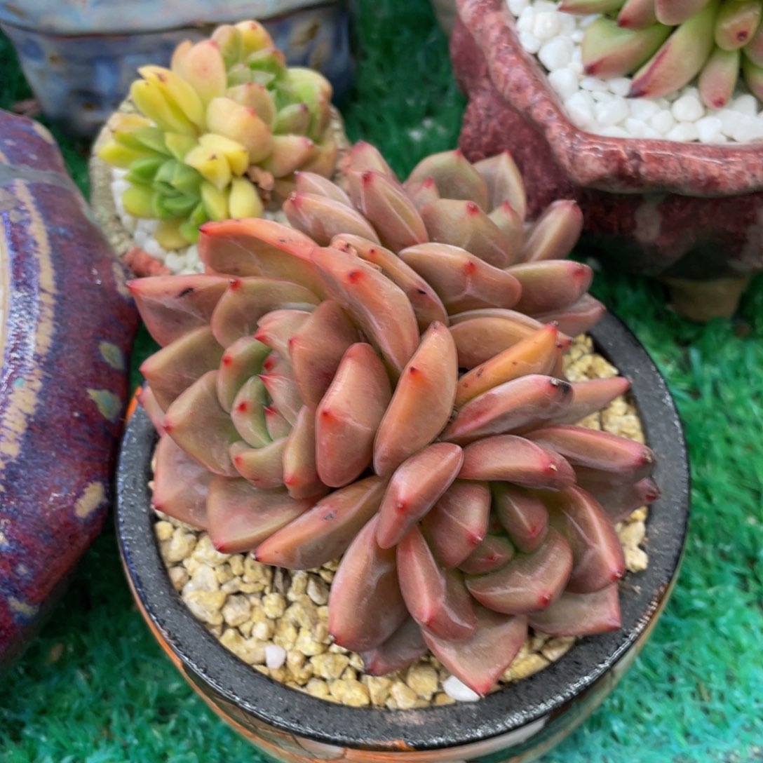 多肉植物盆栽多肉植物