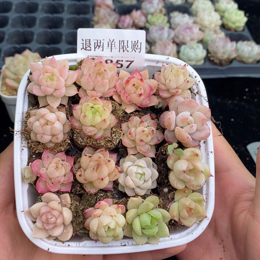 2-857新疆西藏内蒙低于零下不发其他12.8包邮1.5～2