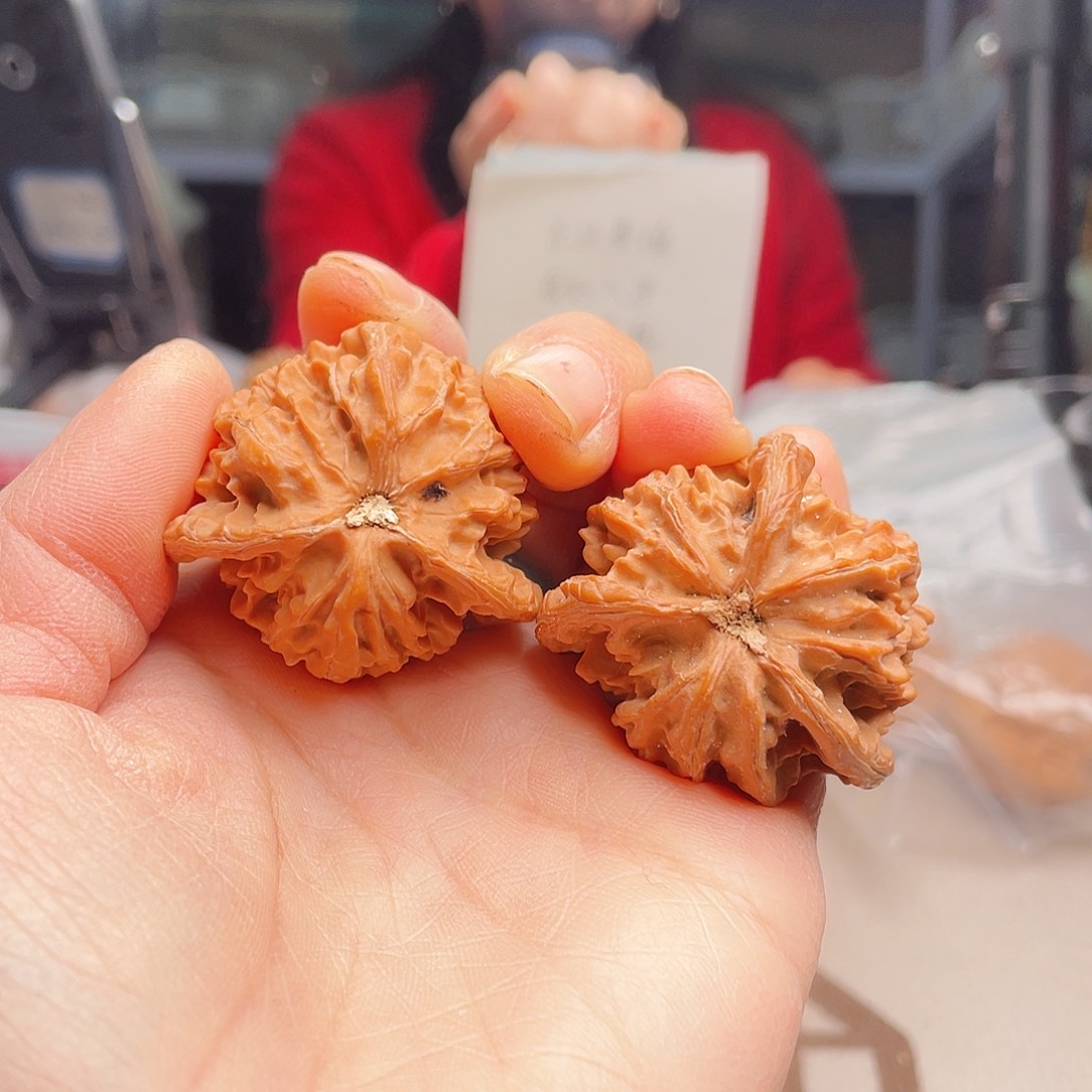 S***s三棱或一条脉网被