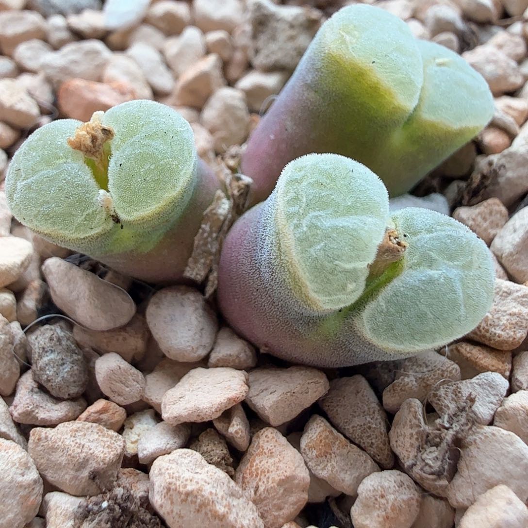 2.17.33/1802.83极窗风铃/多肉