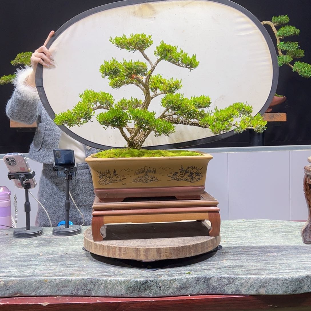 绿植黄杨盆景盆景