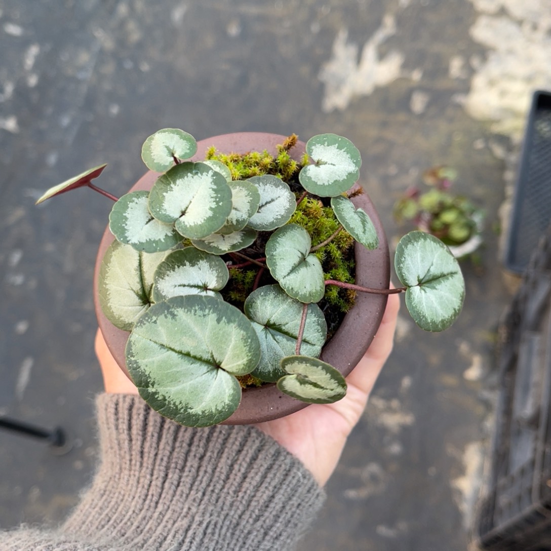 完全开放盆栽植物