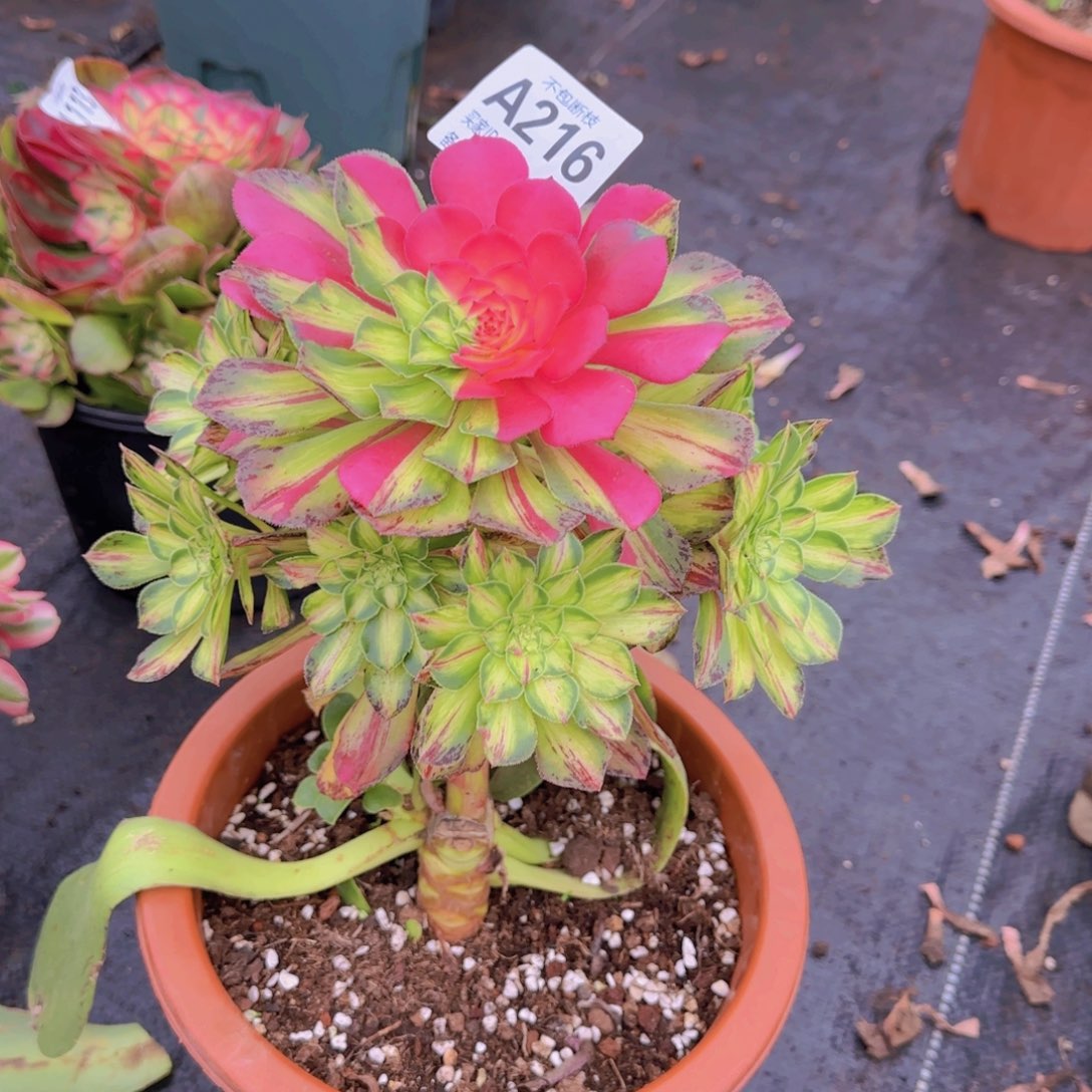 精品多肉植物216