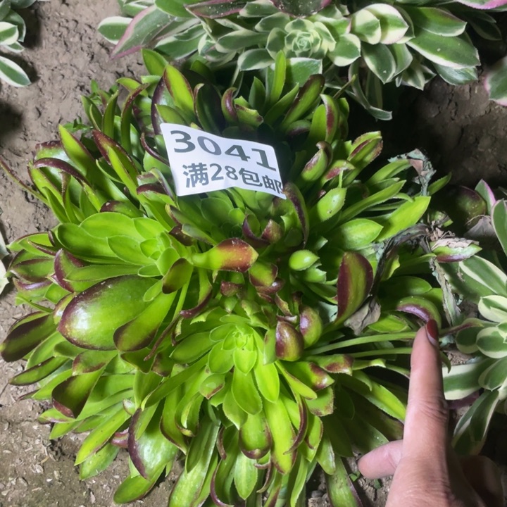 3041一号棚多肉植物K