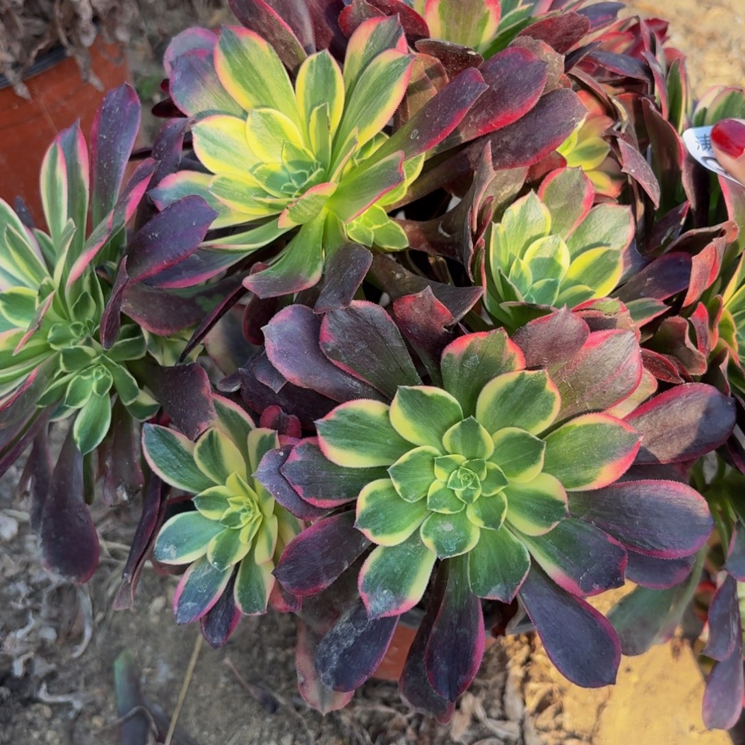 31多肉植物捧花的时候