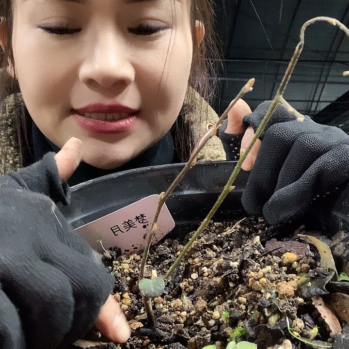 无花朵梦美月68.8原生