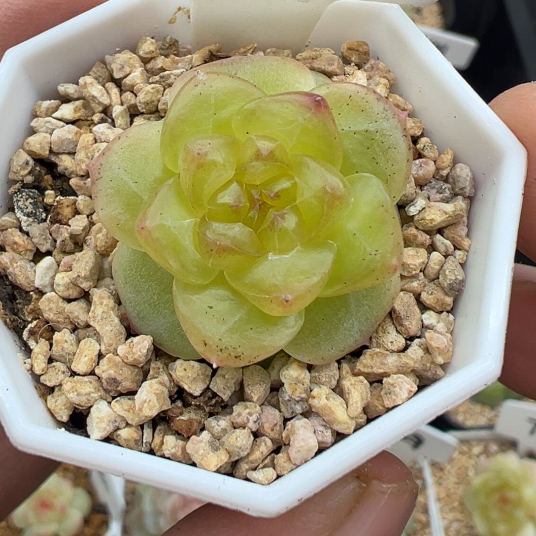 886号极光甜心晗雨多肉