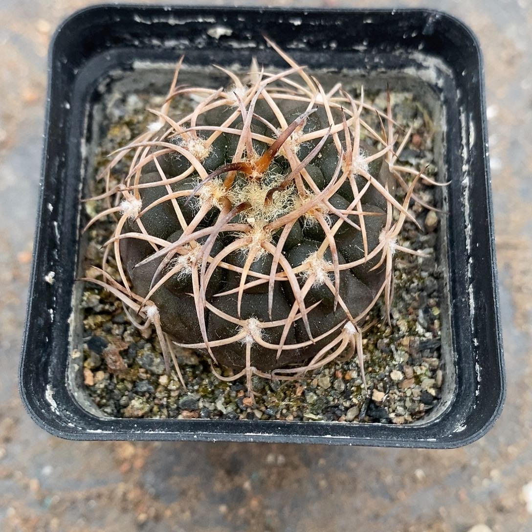 实生  伏刺天平3.3公分左右一物一拍