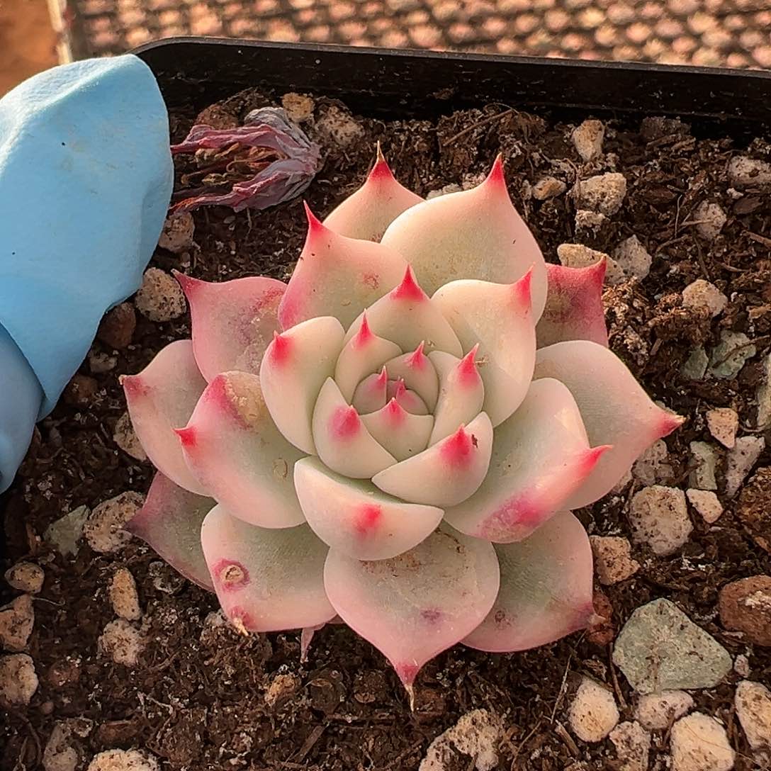 吉娃娃锦，多肉植物