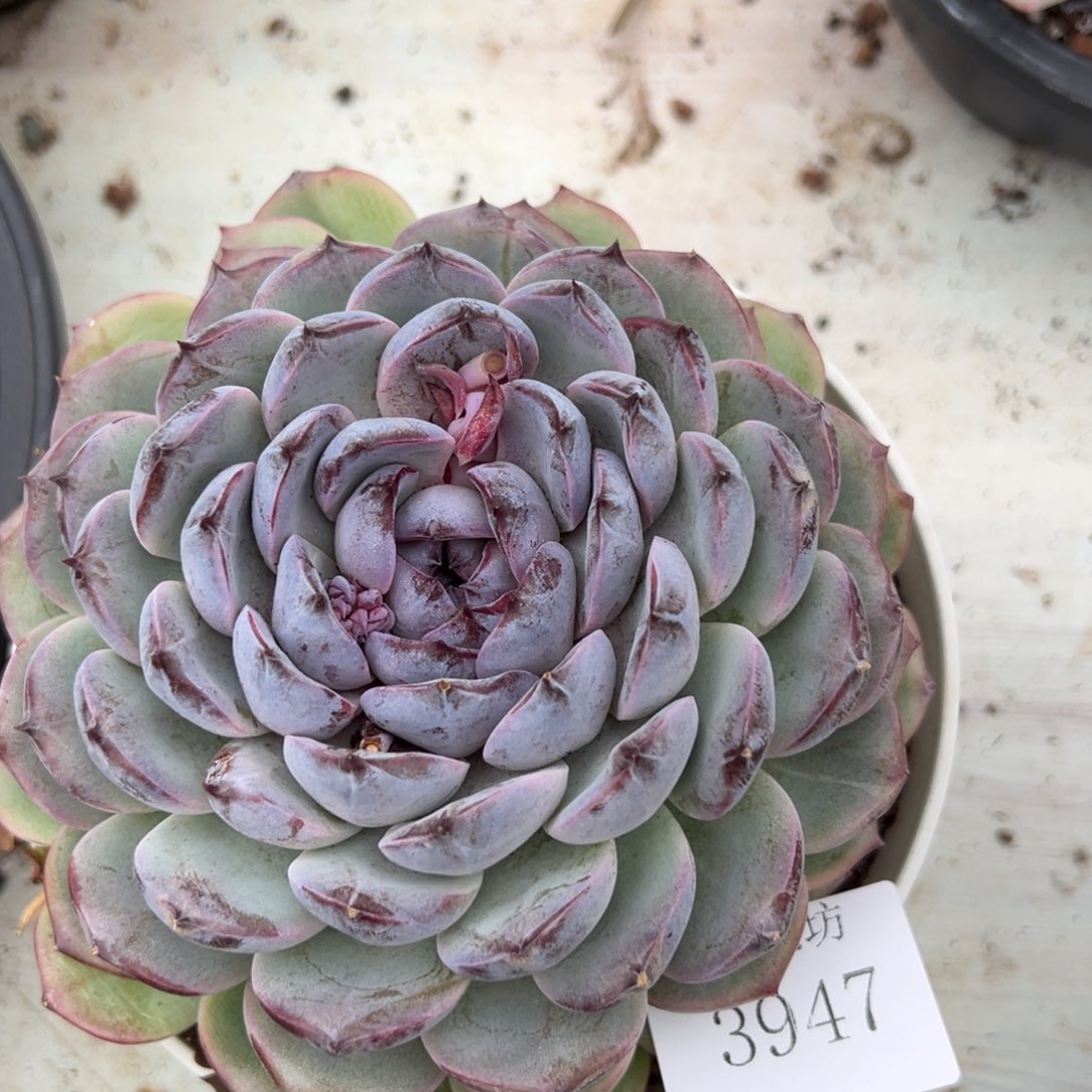 雨***！3947肉肉肉肉肉肉肉