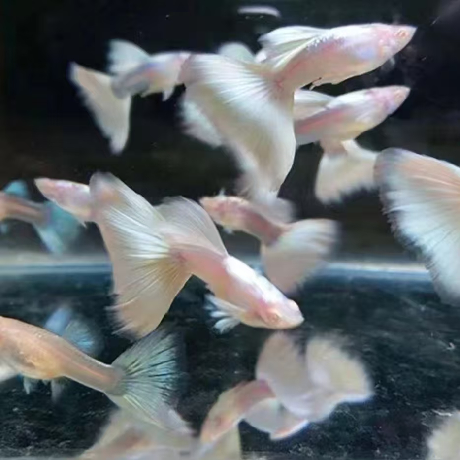 白金礼服孔雀鱼小型热带观赏鱼白子活体好养耐活适合新手