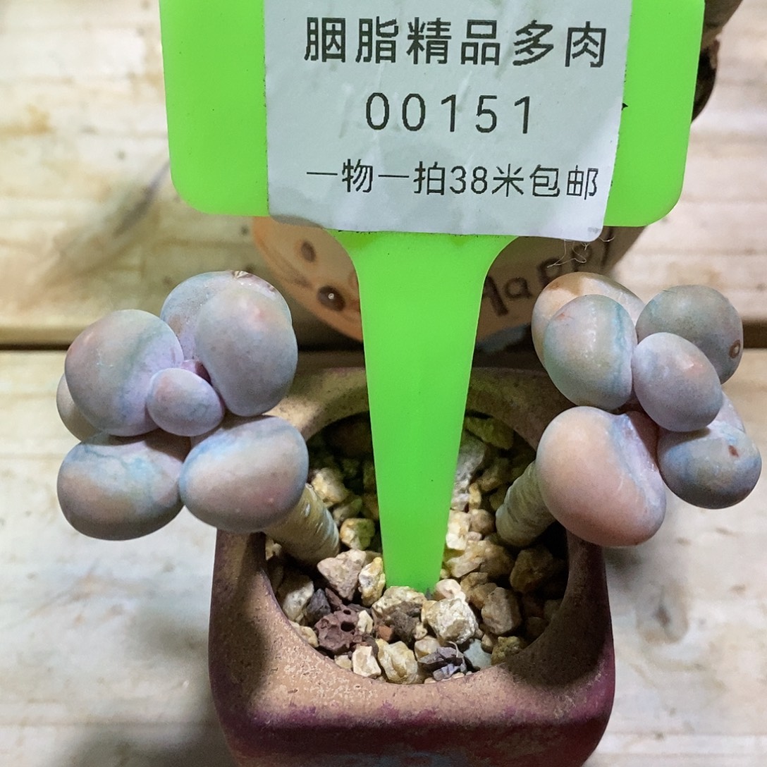 00151安与咯哦我哦哦