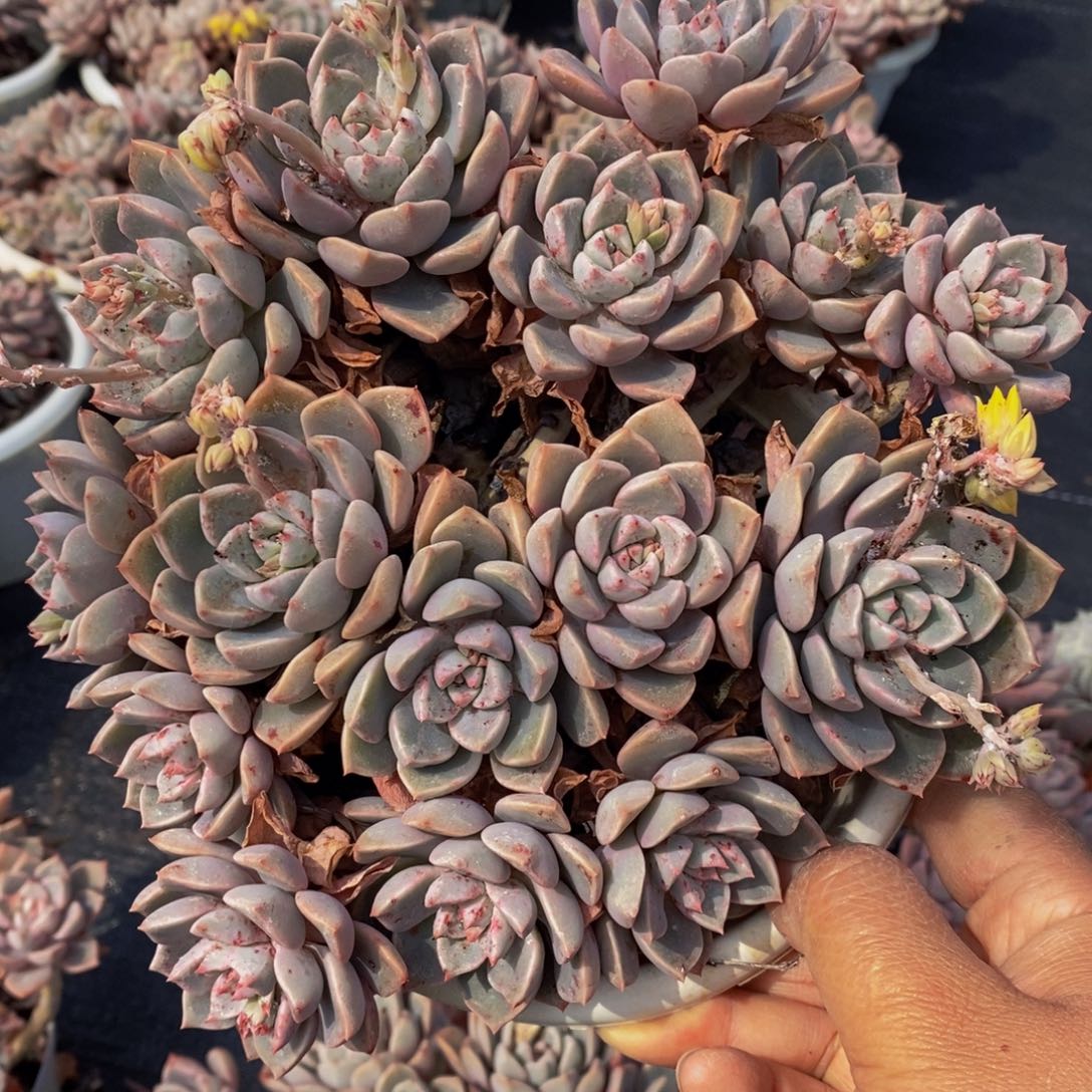 红粉佳人十头起群生