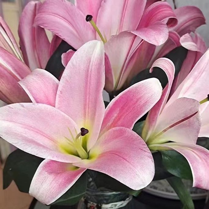 【有雲】麦当娜-百合 任意两单包邮 发货后不支持退款