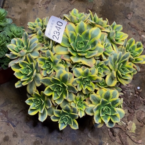 星爆多肉植物2340