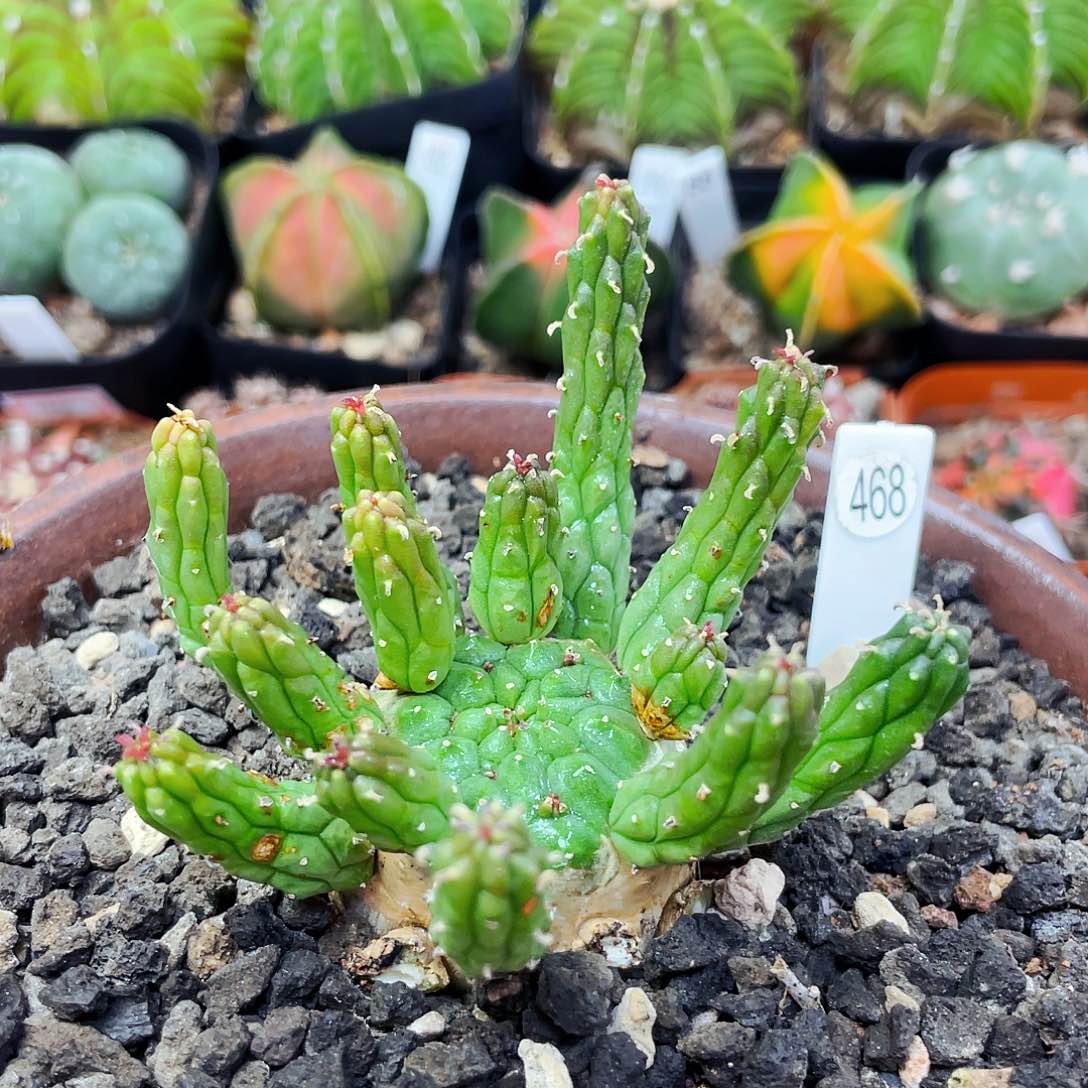 非偏远地区满25包邮仙人球