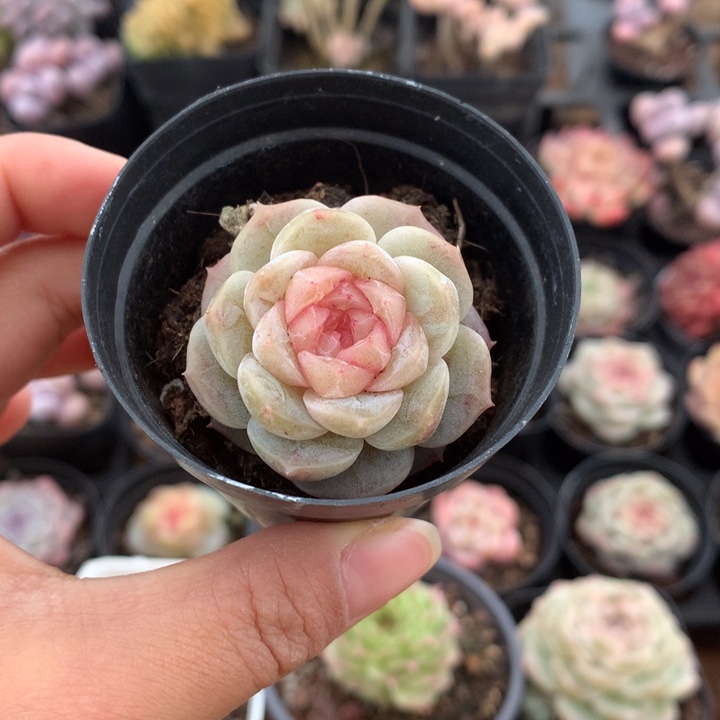 精控甜心单头多肉