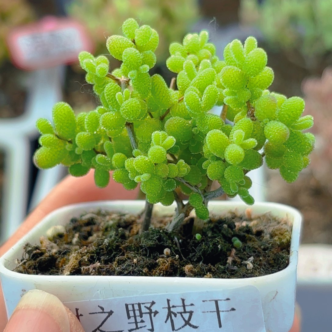 凤*蜜橘糖球788。        