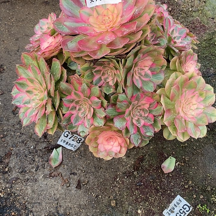 多肉植物火龙果522多肉