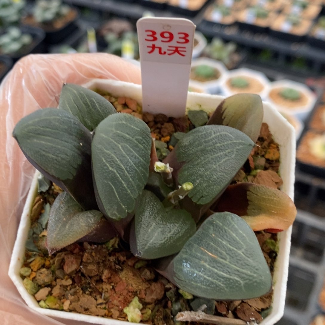 王*393号实生克多肉植物