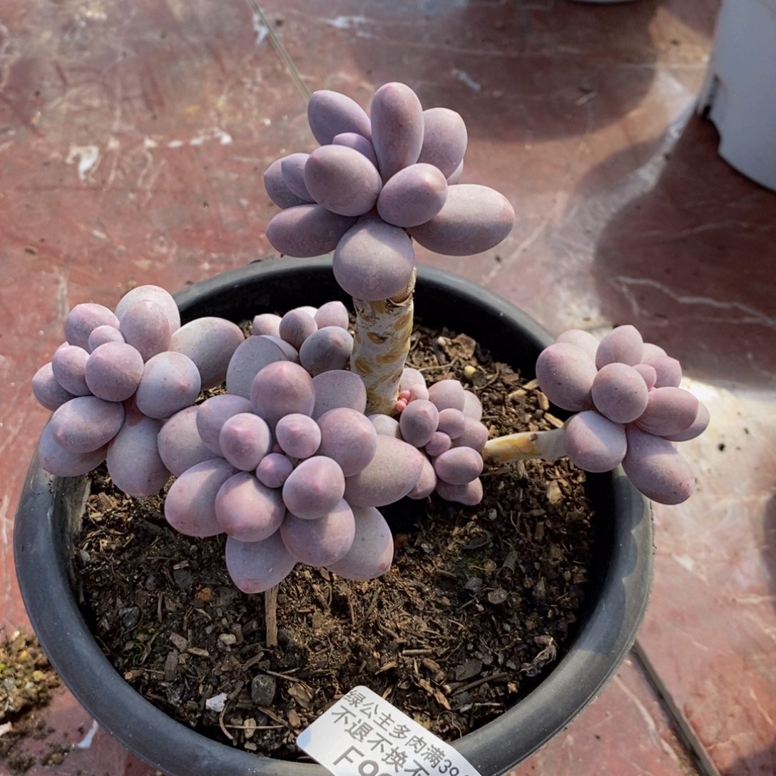 香水手指997/10c m多肉