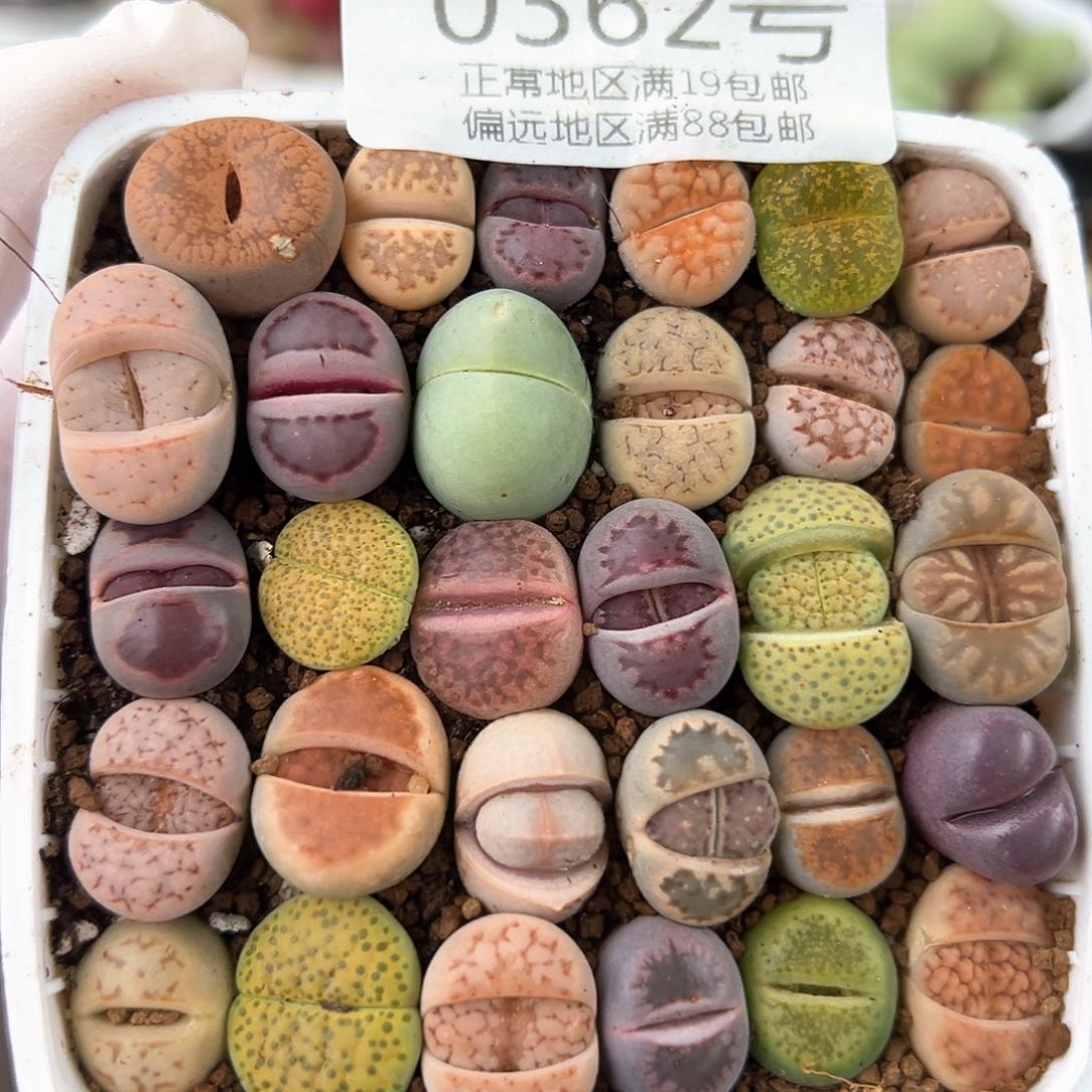 0362三年彩拼30颗1.3cm左右