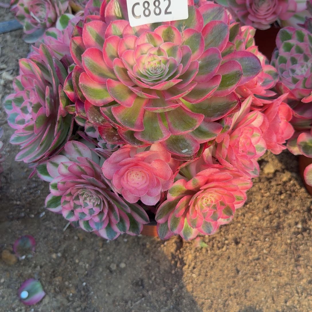 _****宇882补差价。多肉植物